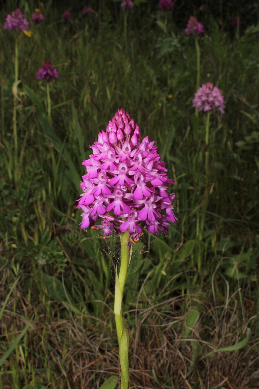 Orchidee dal promontorio del Gargano